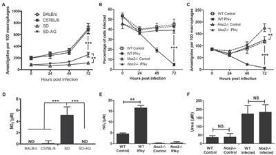 Innate Resistance to Leishmania amazonensis Infection in Rat Is Dependent on NOS2